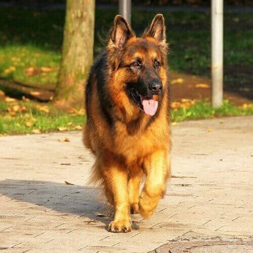 German Shepherd Puppies For Sale In Nc