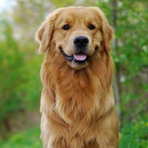 do golden retrievers make good house dogs