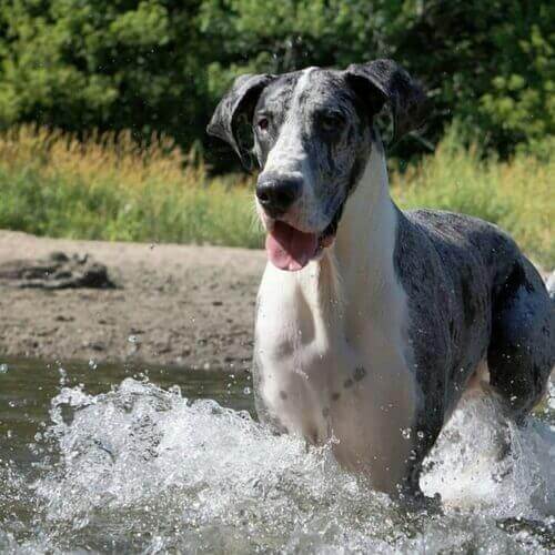 Great Dane