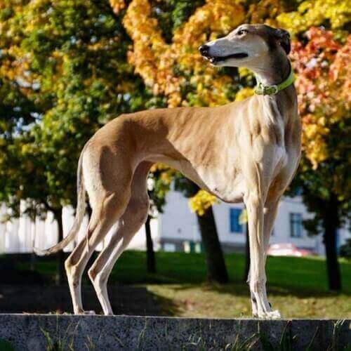greyhound-dog-breed-info