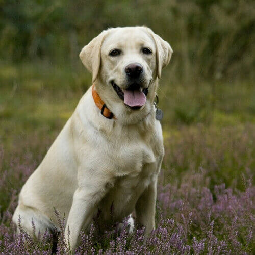 labrador-retriever-dog-breed-info