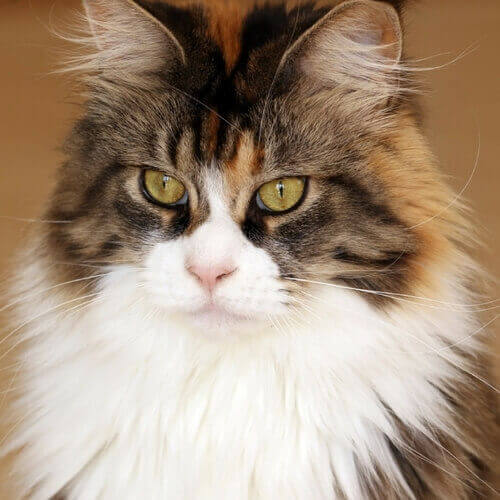 Maine Coon Cat Breeds VIDA Veterinary Care