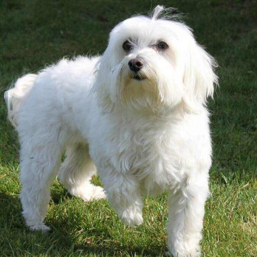 how many times can you breed a maltese?