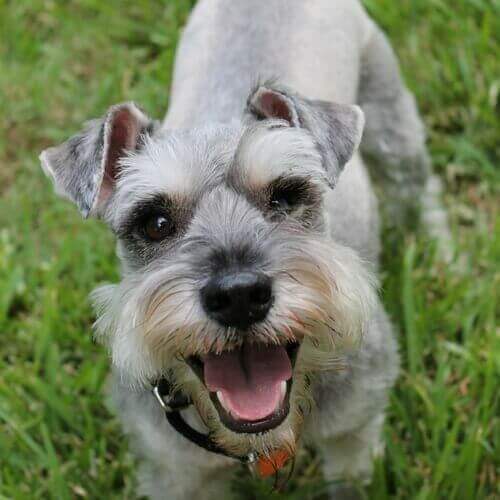 miniature-schnauzer-dog-breed-infp