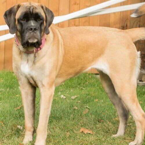 mixed-breed-giant-dog-breed-info