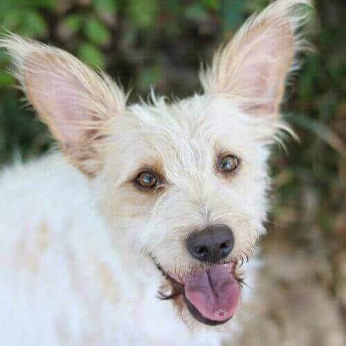 mixed-breed-medium-dog-breed-info mixed-breed-medium-dog-breed-info