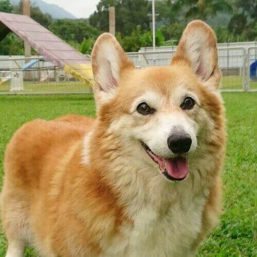 can a corgi live in an apartment