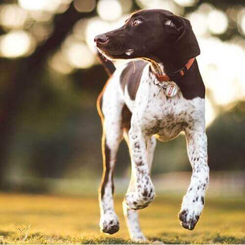 pointer-dog-breed-info