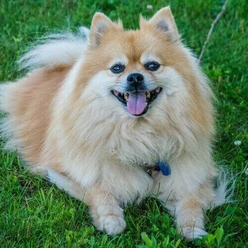 pomeranian-dog-breed-info