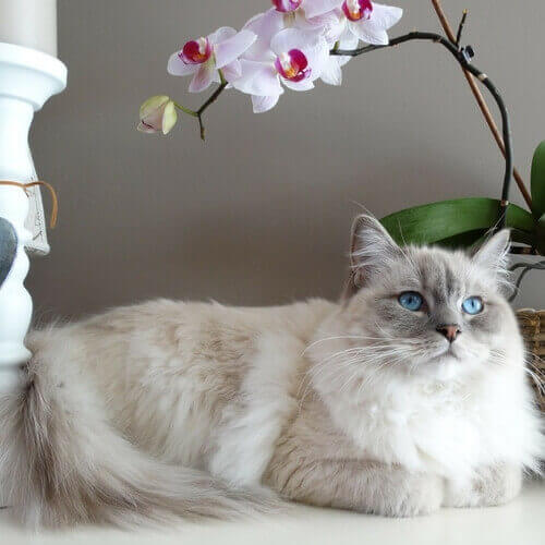 Ragdoll breeding 2025