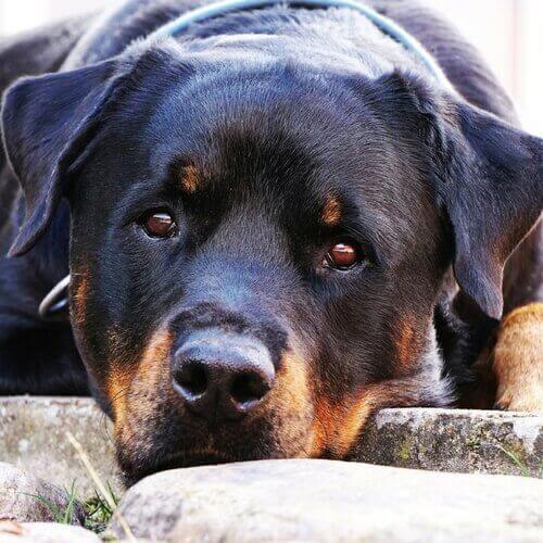 rottweiler-dog-breed-info