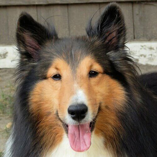 are shelties good apartment dogs