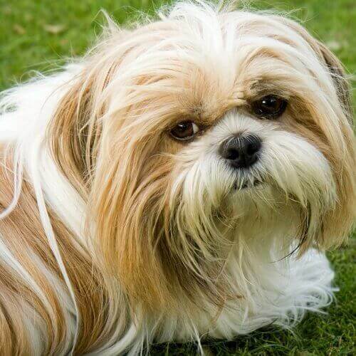 shih-tzu-dog-breed-info