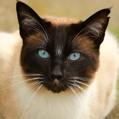 siamese-cat-breed-info