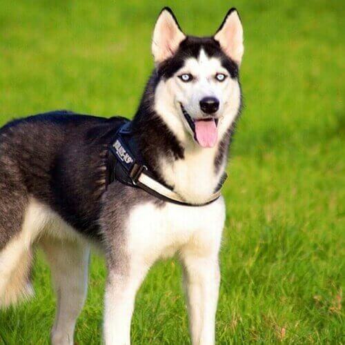 siberian-husky-dog-breed-info