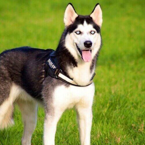 how much are alaskan husky puppies