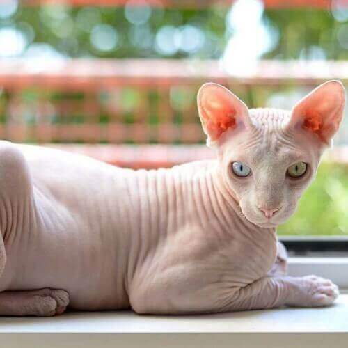 sphynx-cat-breed-info