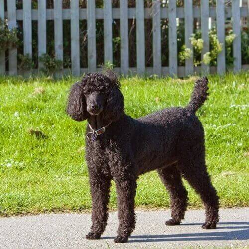 standard-poodle-dog-breed-info