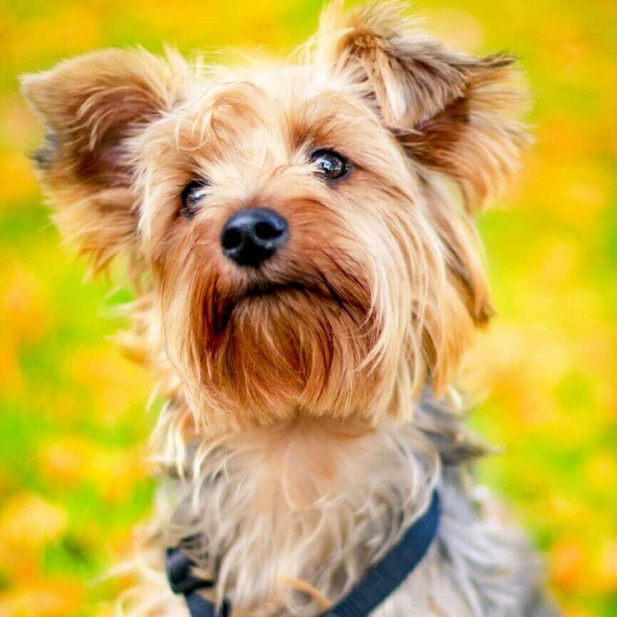 yorkshire-terrier-dog-breed-info