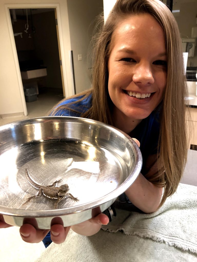 A veterinarian with a small lizard