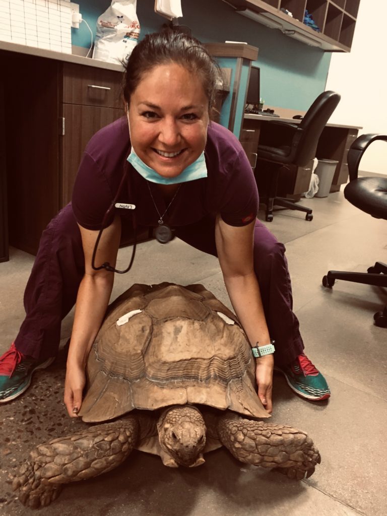 A veterinarian with a large turtle